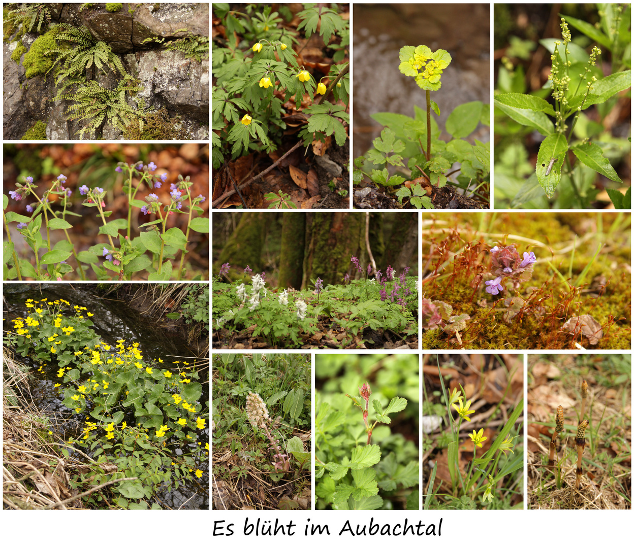 Es blüht im Aubachtal