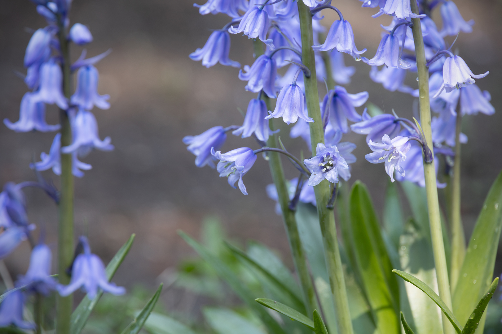 Es blüht im Botanischengarten Minden fc