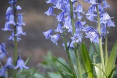 Es blüht im Botanischengarten Minden fc