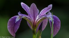 Es blüht im eigenen Garten