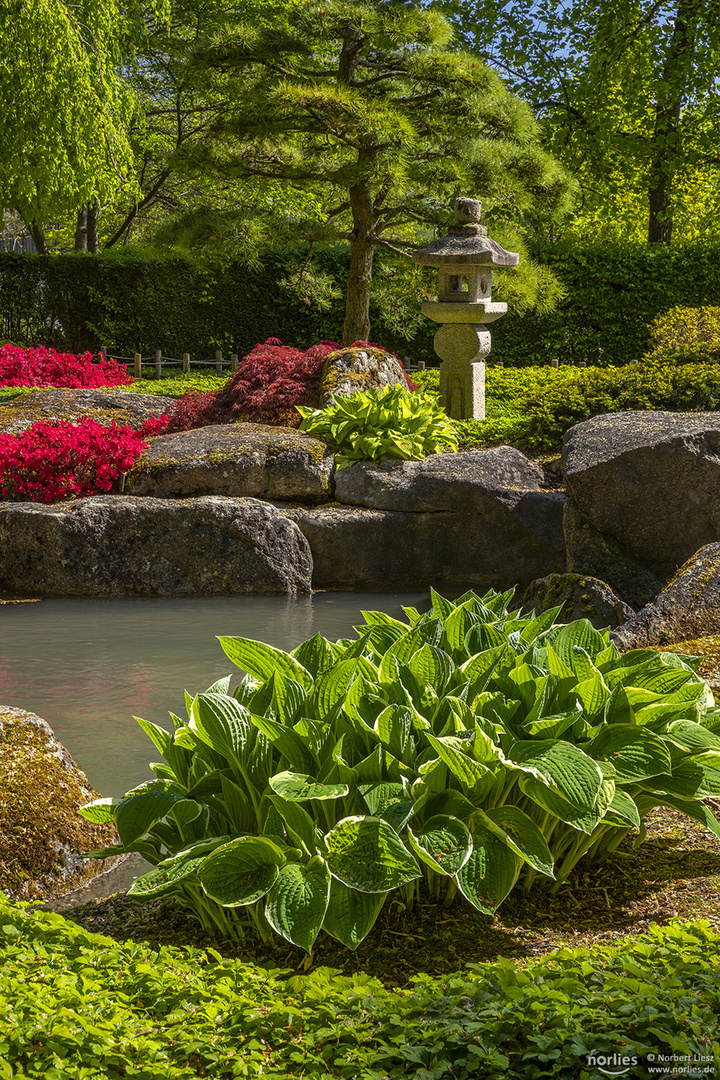 Es blüht im Japanischen Garten