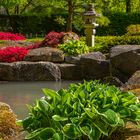 Es blüht im Japanischen Garten