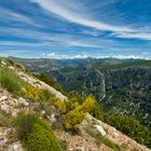 Es blüht im Juni am Canyon du Verdon