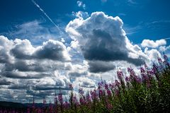 Es blüht im Schwarzwald