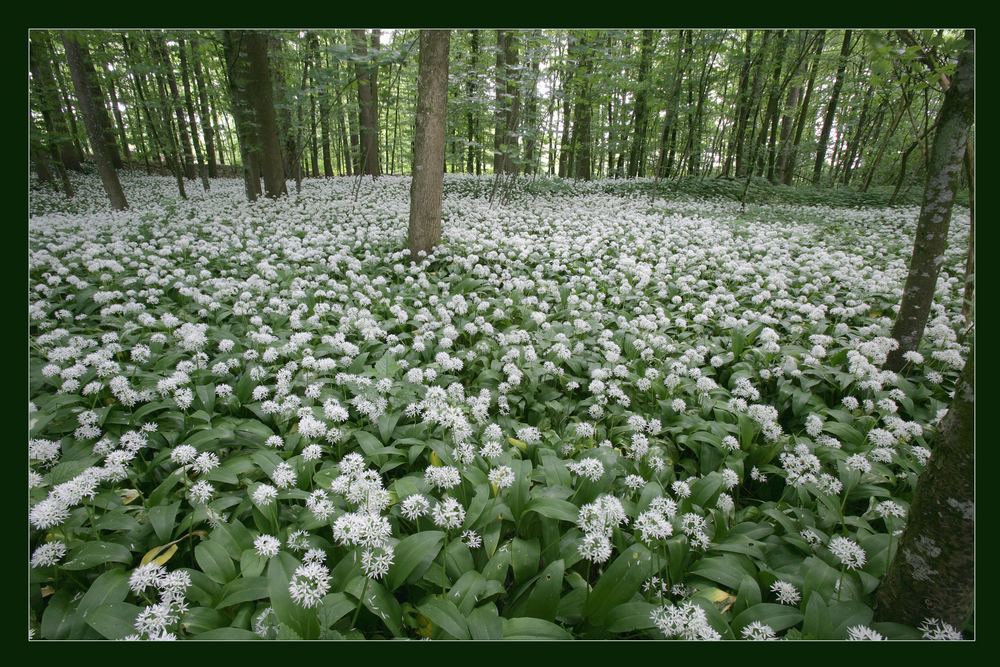 es blüht im Wald