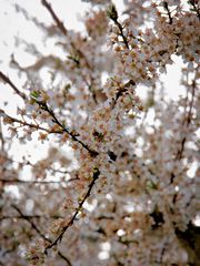 Es blüht in Nachbars Garten