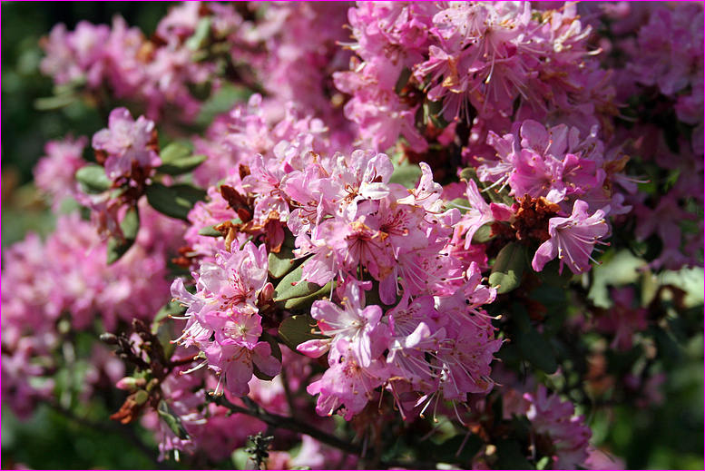 Es blüht in Rosa