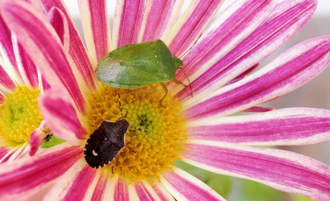 Es blüht noch was es gibt noch Wanzen …