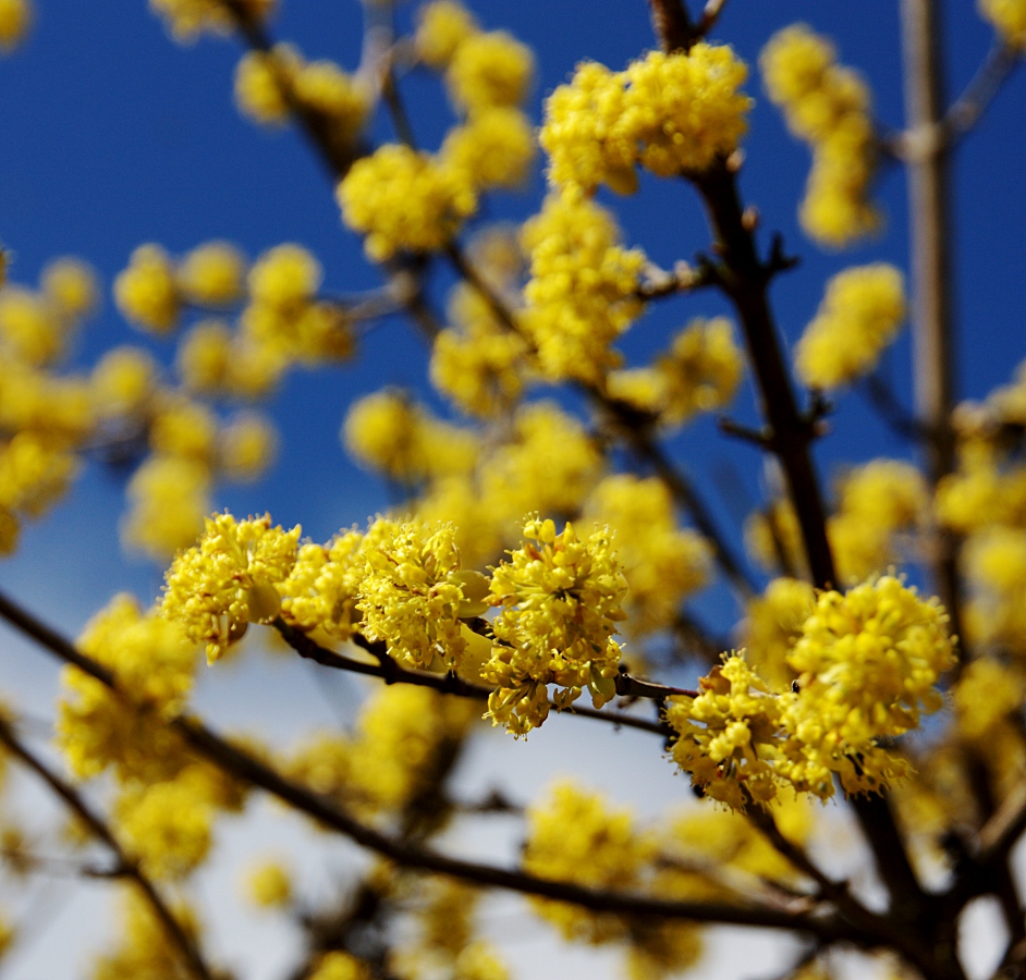 Es blüht so gelb wenn deutsche Blüten blühen