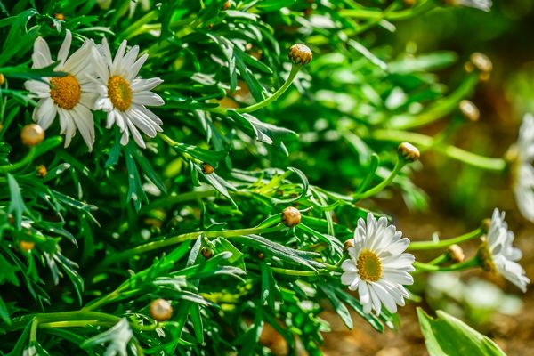 Es blüht überall... 