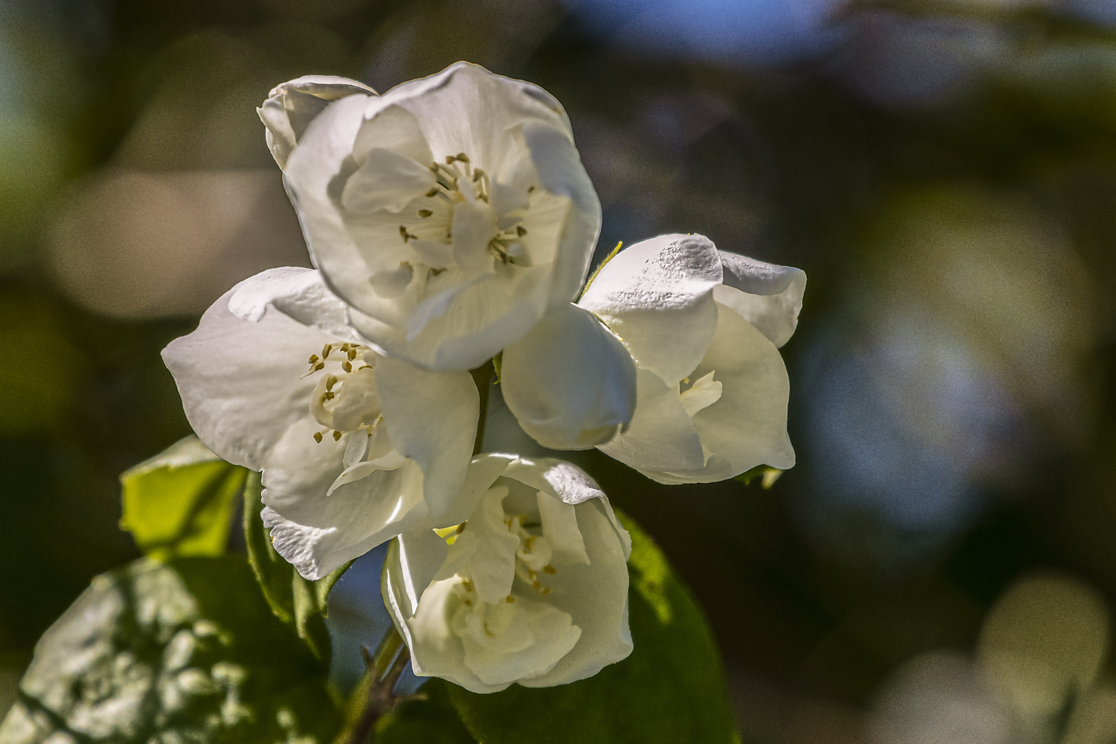 Es blüht und duftet der Jasmin