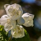 Es blüht und duftet der Jasmin