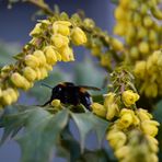 Es blüht und summt: Hummel 1