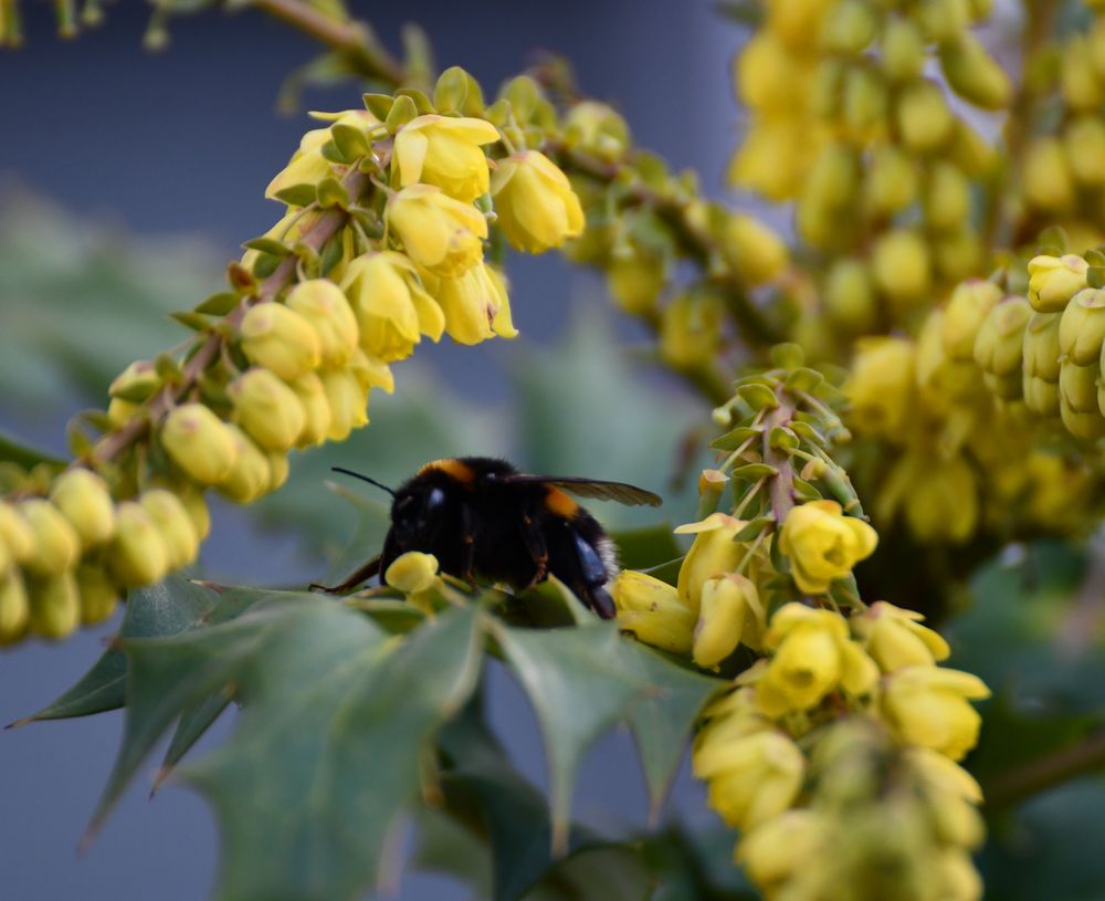 Es blüht und summt: Hummel 1