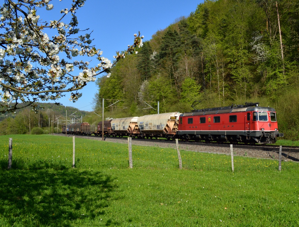 Es blüht wieder