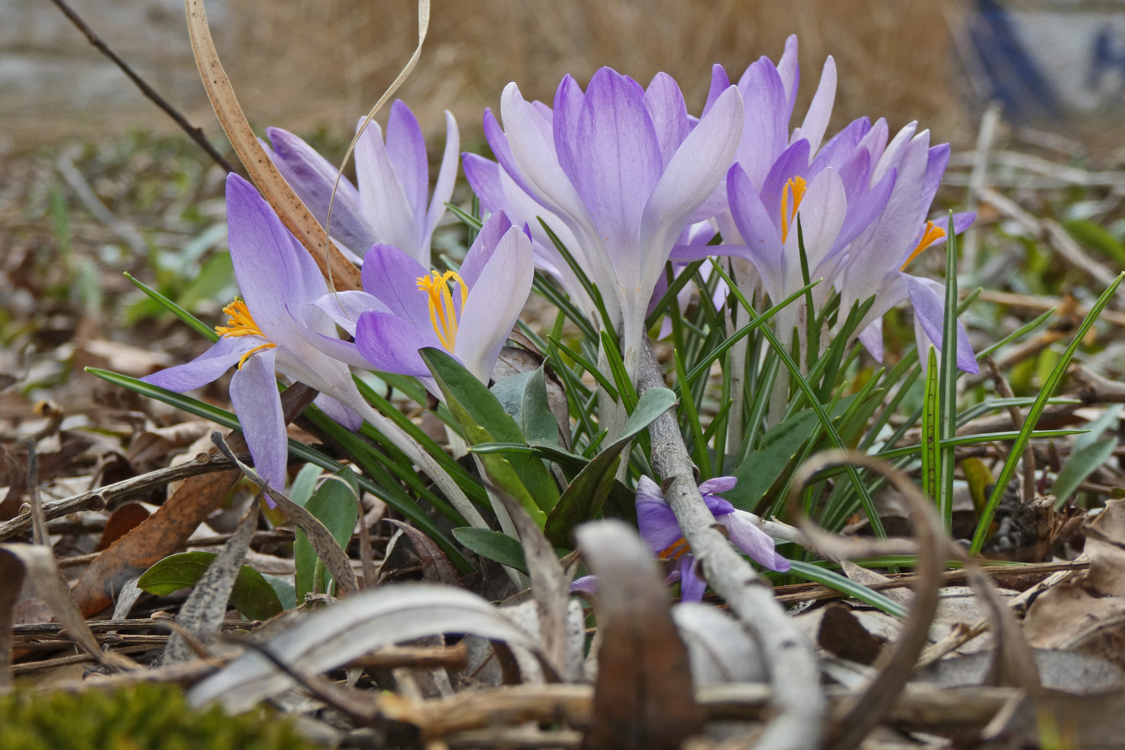 Es blüht...also ist Frühling