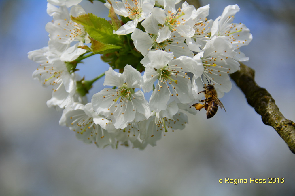 ..........es brummt und summt........