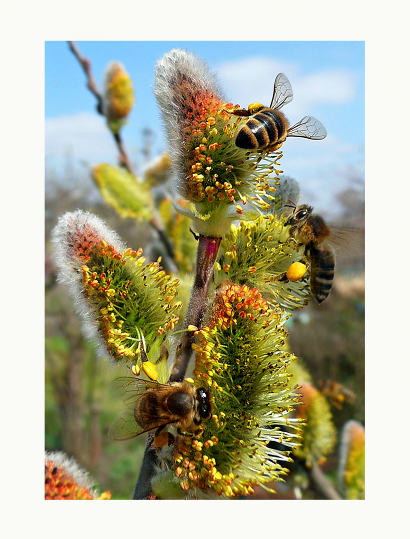 Es-brummt-wieder. Was wären wir ohne unsere Insekten.