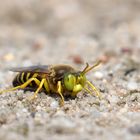 Es darf wieder gekreiselt werden.. Geschnäbelte Kreiselwespe ( Bembix rostrata)