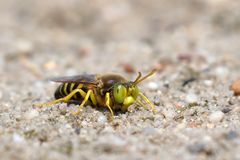 Es darf wieder gekreiselt werden.. Geschnäbelte Kreiselwespe ( Bembix rostrata)