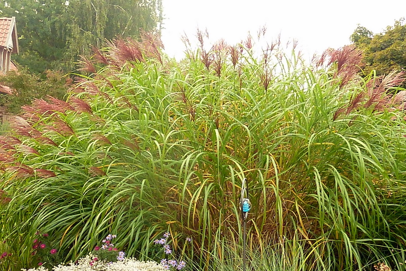 Es dauert eine Weile, bis ein Miscanthus so aussieht.....