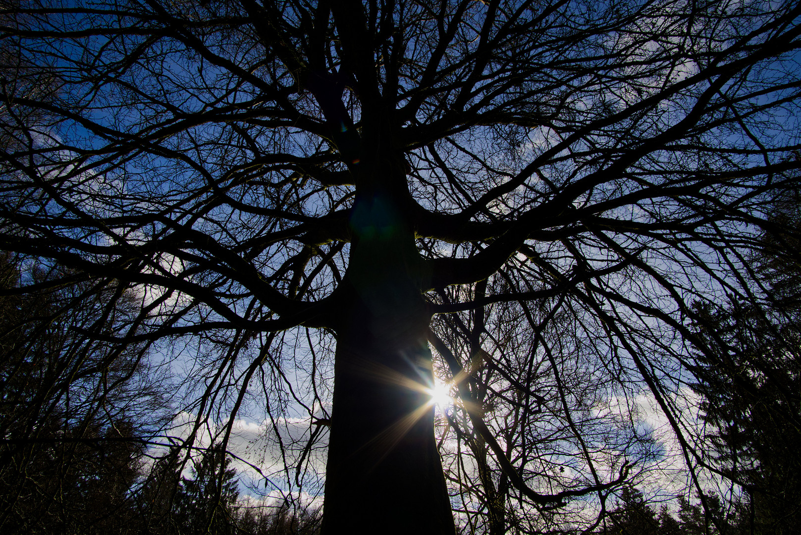 Es dauert zehn Jahre, einen Baum, aber hundert Jahre, einen Menschen großzuziehen.