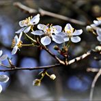 Es dringen Blüten aus jedem Zweig