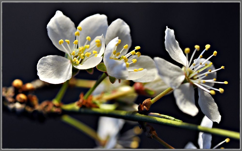 Es dringen Blüten aus jedem Zweig