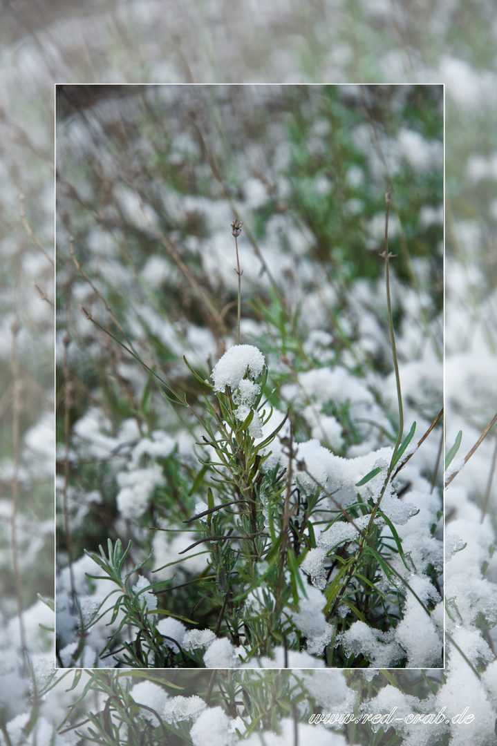 Es duftet auch im Winter