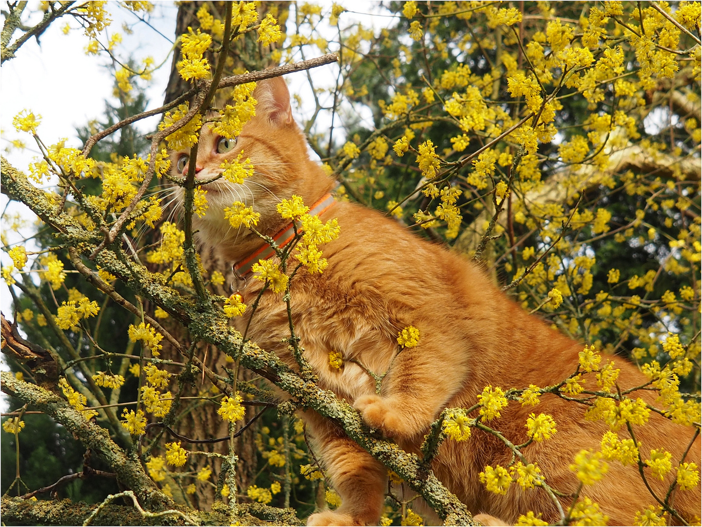  Es duftet nach Frühling