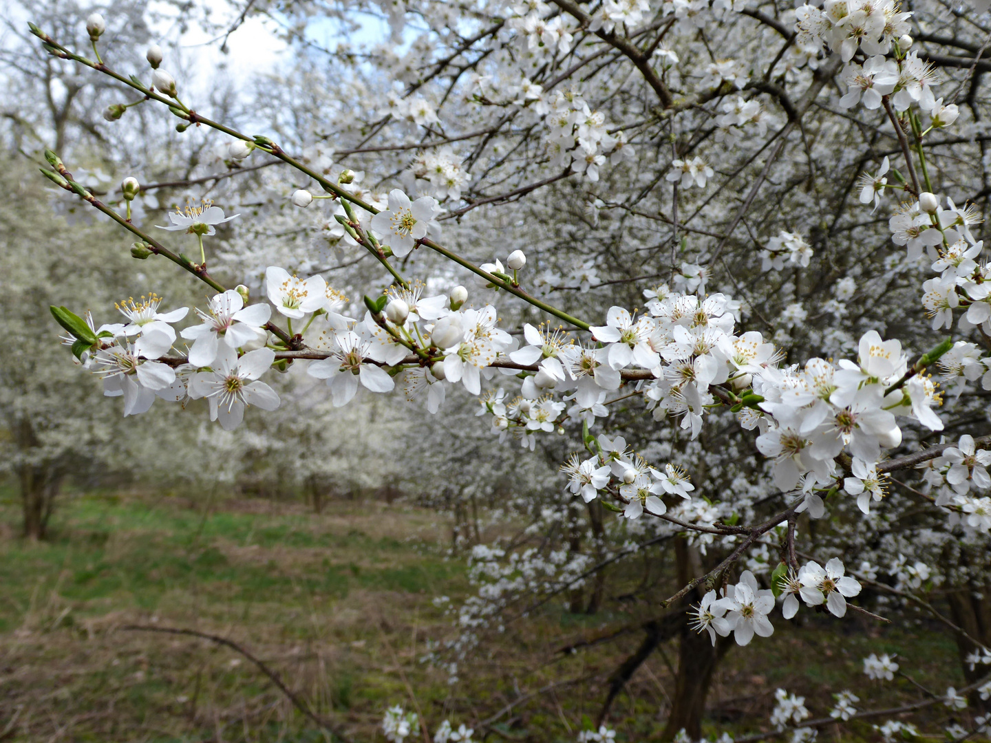 es duftet nach Frühling