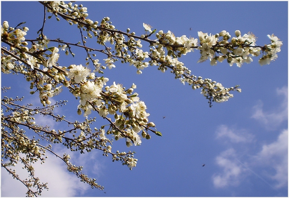 es duftet nach Frühling