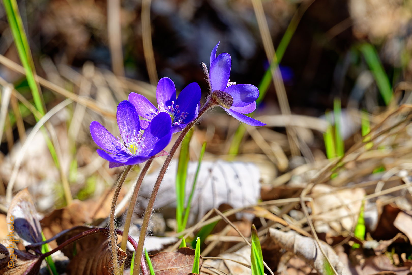 Es duftet nach Frühling...