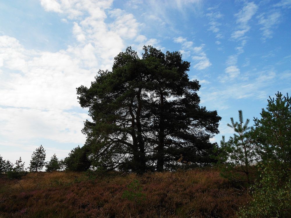 Es dunkelt schon in der Heide...