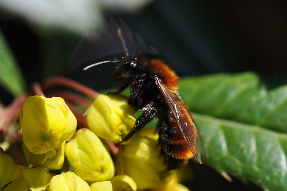 Es finden sich sehr viele Wildbienen ein