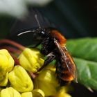 Es finden sich sehr viele Wildbienen ein