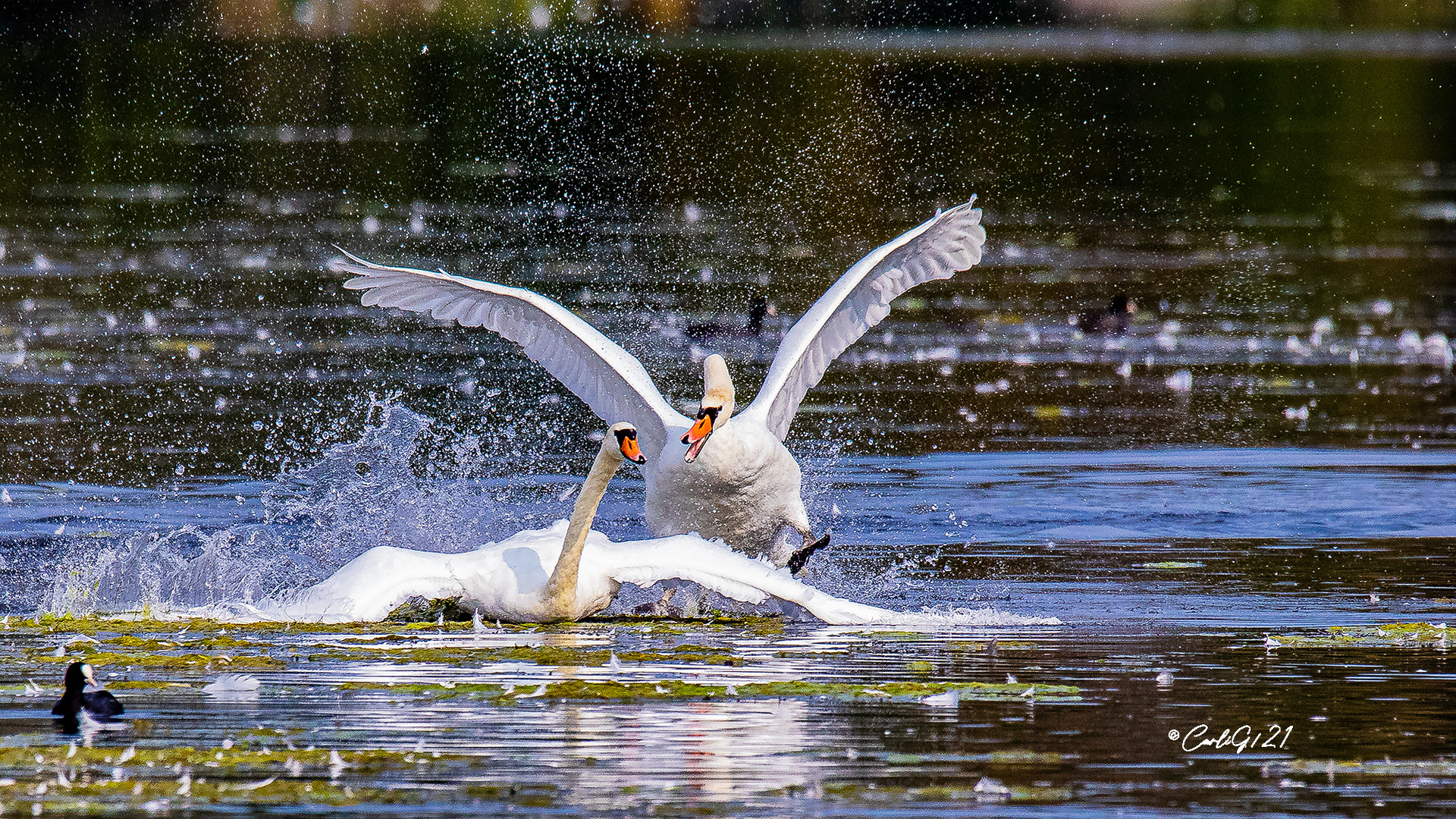 Es fliegen wieder die Federn am See