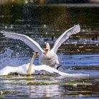 Es fliegen wieder die Federn am See