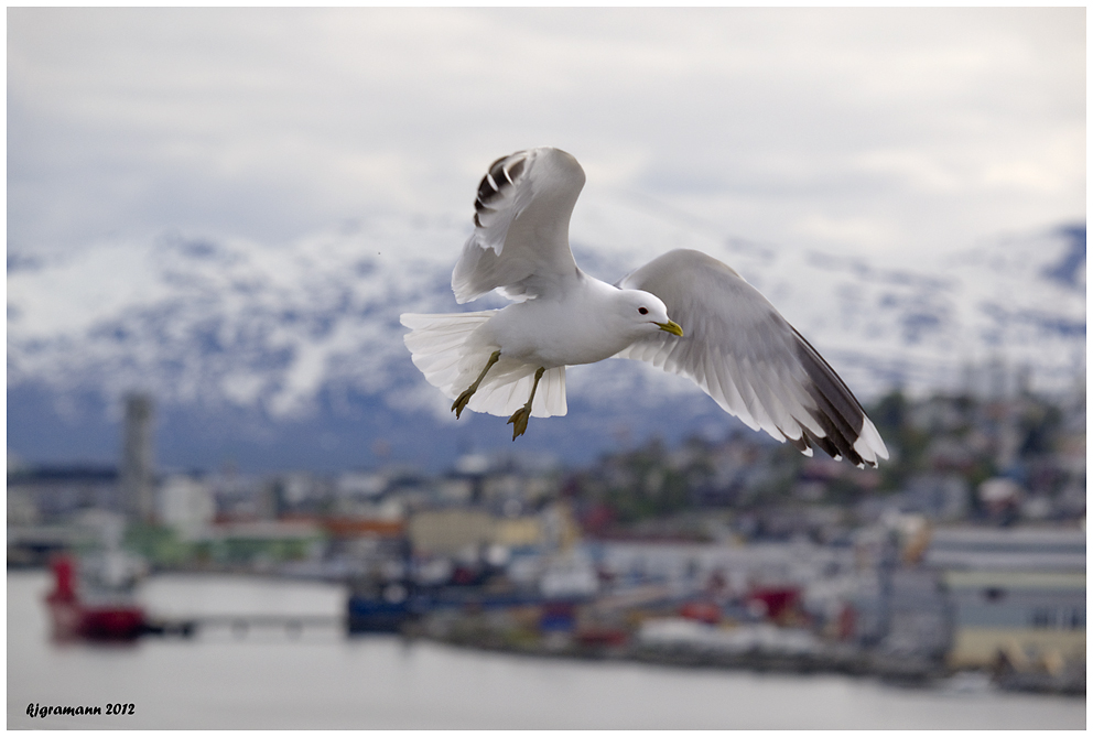 es fliegt eine möwe über tromso.....