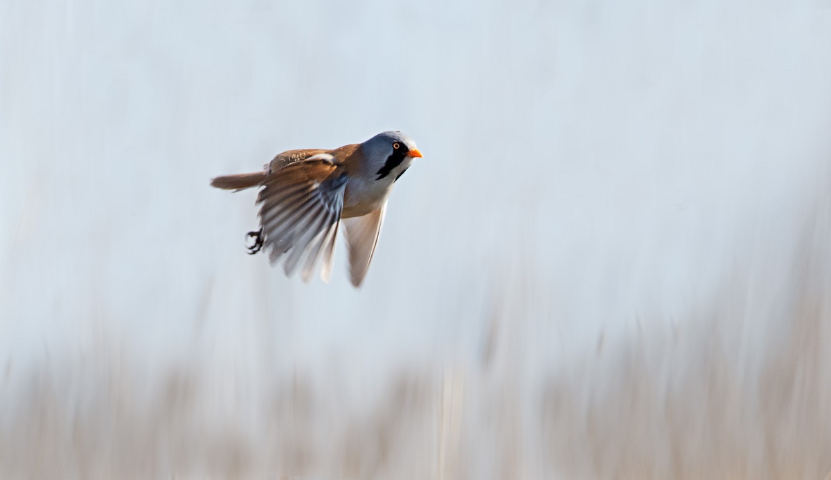 es fliegt, es fliegt...