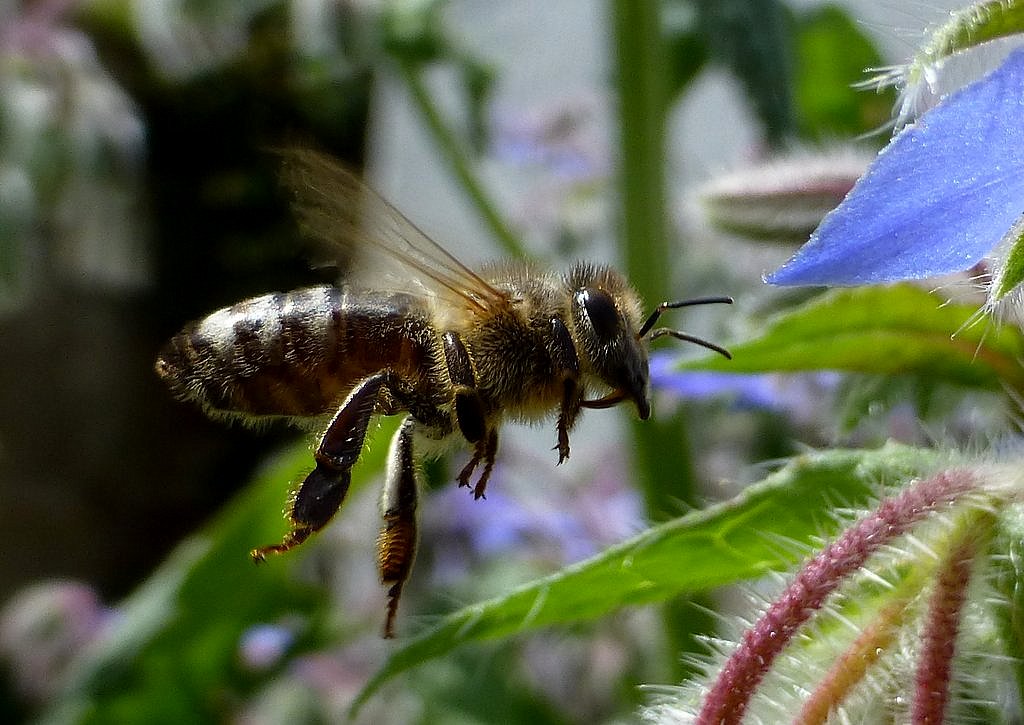 Es fliegt, es fliegt, eine.....