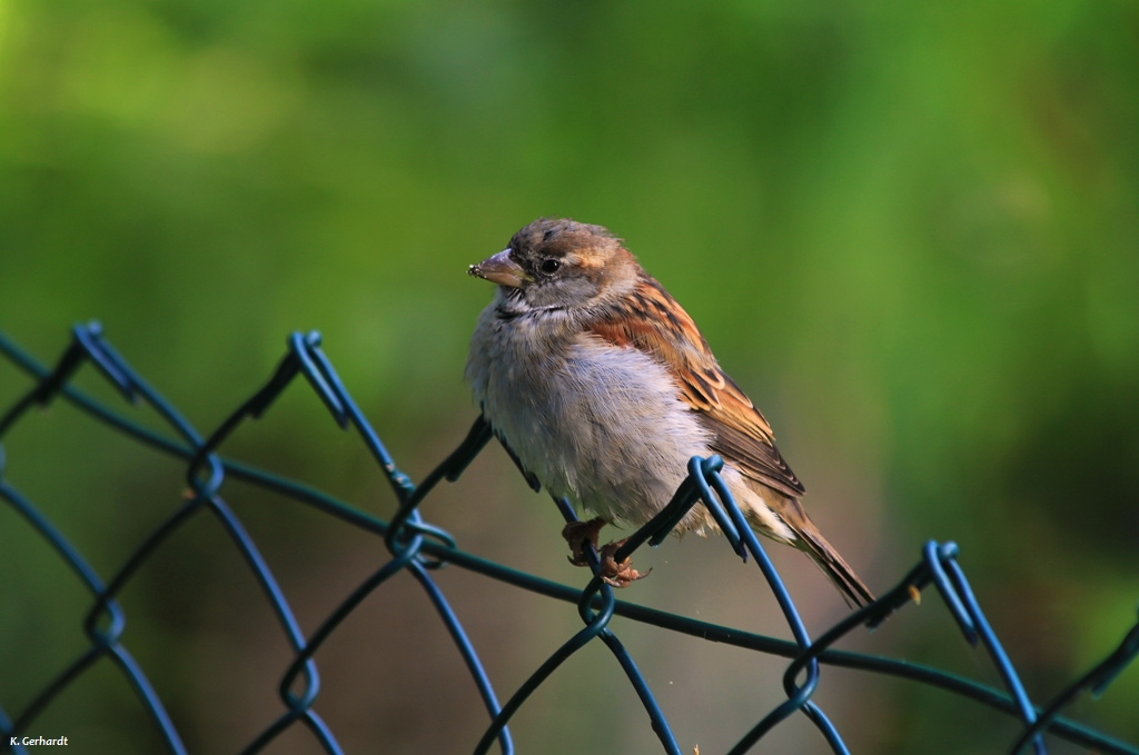 Es flog ein Spatz spazieren....