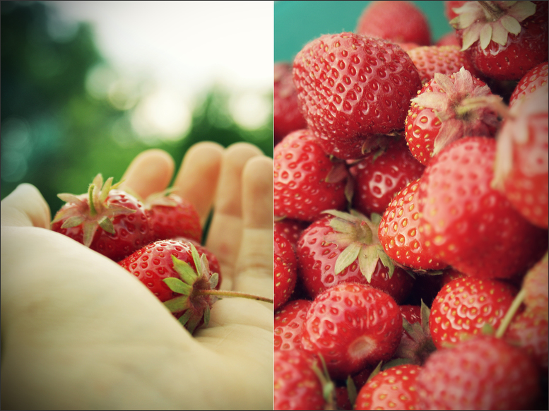 Es fragte mal jemand, warum Erdbeeren klein und rot seien...