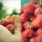 Es fragte mal jemand, warum Erdbeeren klein und rot seien...