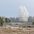 Es fröstelt in der Heide....