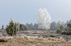 Es fröstelt in der Heide....