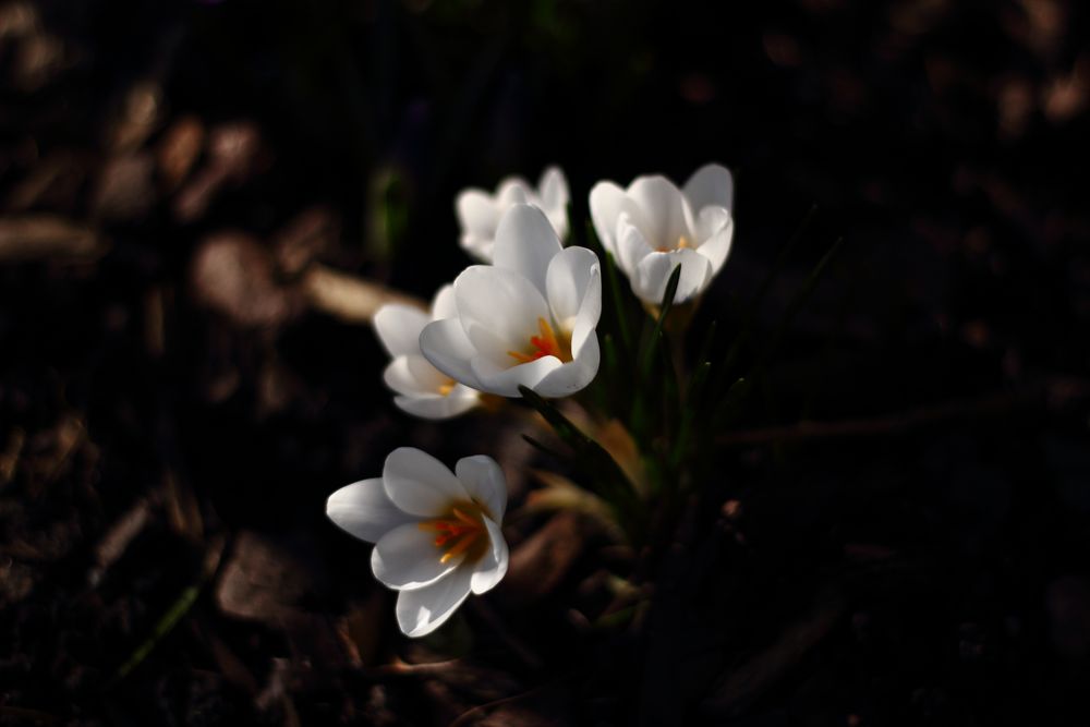 Es früht...