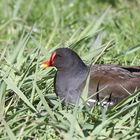 Es fühlte sich sicher im frisch hochgewachsenen Gras