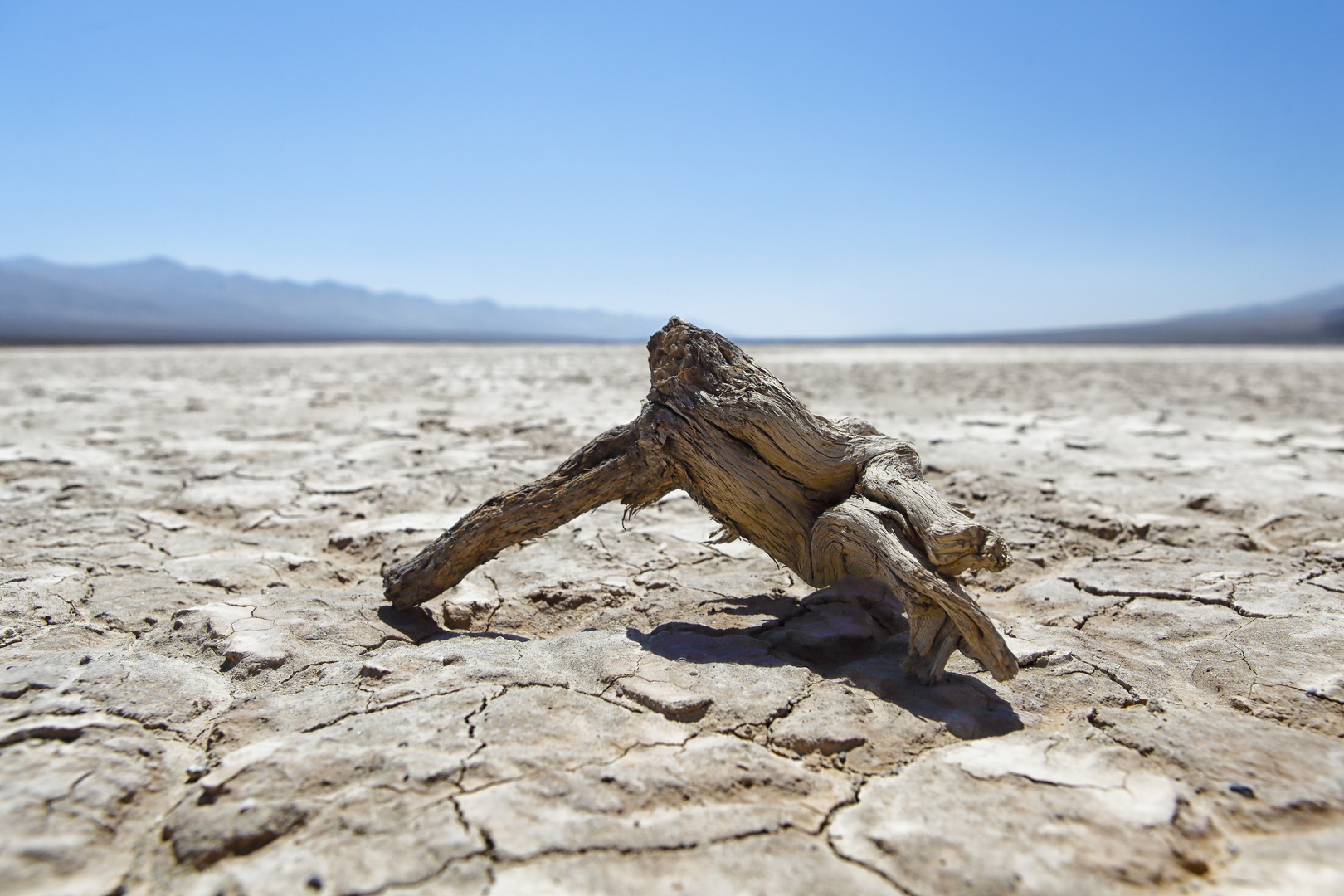 Es gab mal Bäume im Death Valley