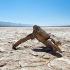 Es gab mal Bäume im Death Valley